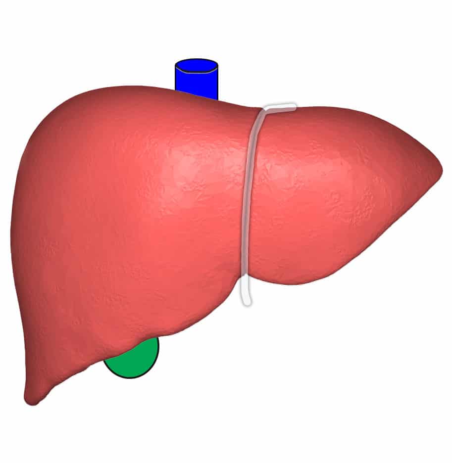 liver-transplant-travel-1